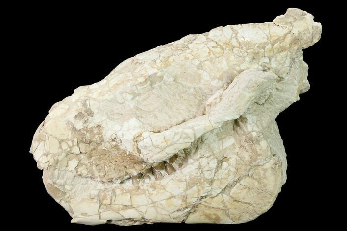 Bargain, Fossil Oreodont (Merycoidodon) Skull - Wyoming #169157